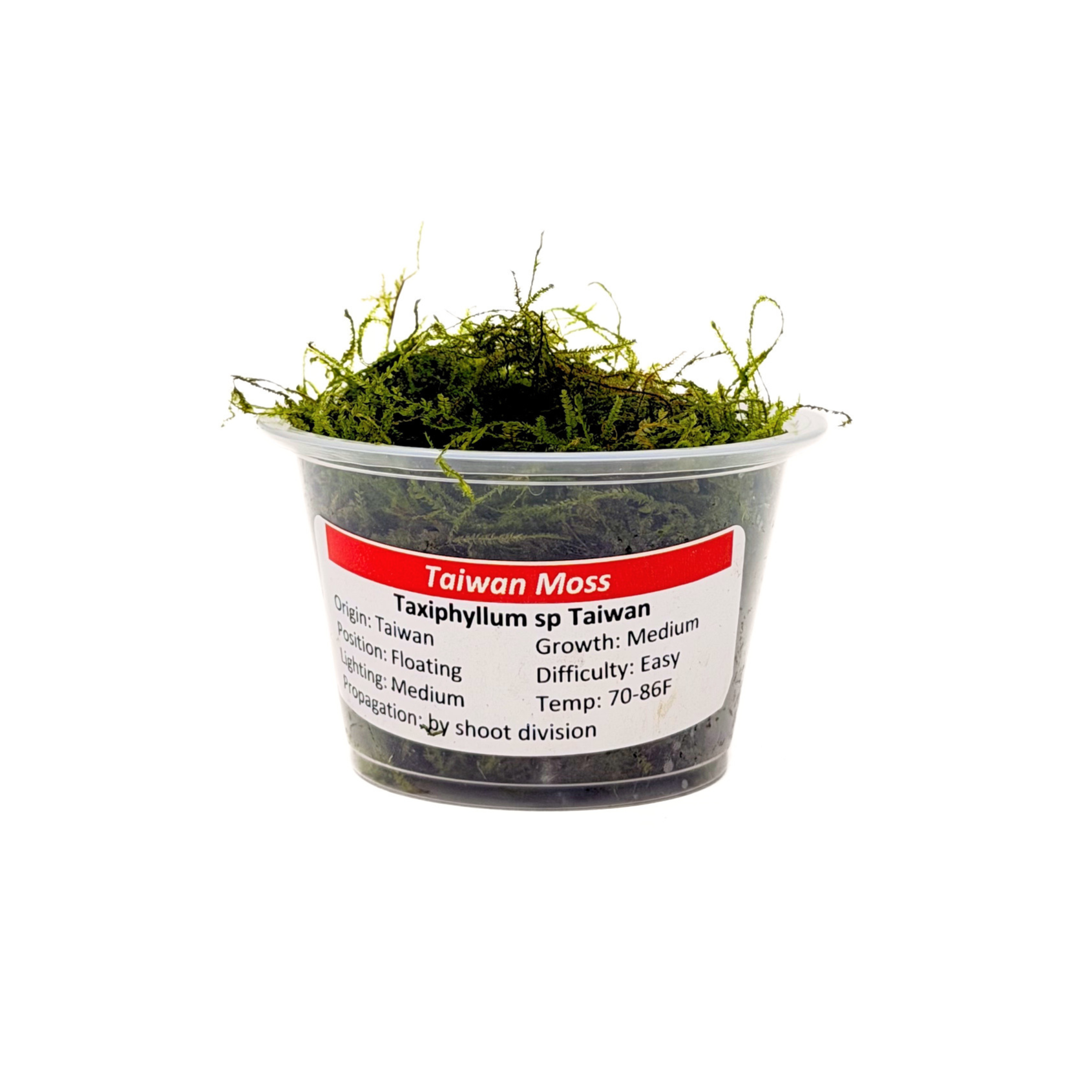 Taiwan Moss (Taxiphyllum alternans) live aquarium moss in a portion cup