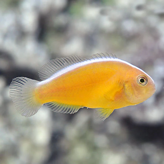 Orange Skunk Clownfish (Amphiprion sandaracinos) saltwater reef fish - orange body with white dorsal stripe