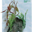 Marina Decor Wood Ornament Mini in packaging, molded resin driftwood replica with attached artificial aquarium plants for a freshwater tank