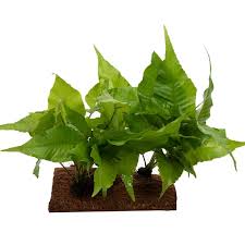 Coconut Half Tube with Live Plant, freshwater aquarium hide made from coconut shell with a live plant attached