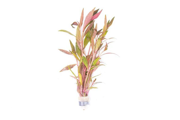 Alternanthera reineckii "Rosaefolia" - Bunch