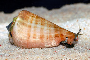 Tiger Sand Snail