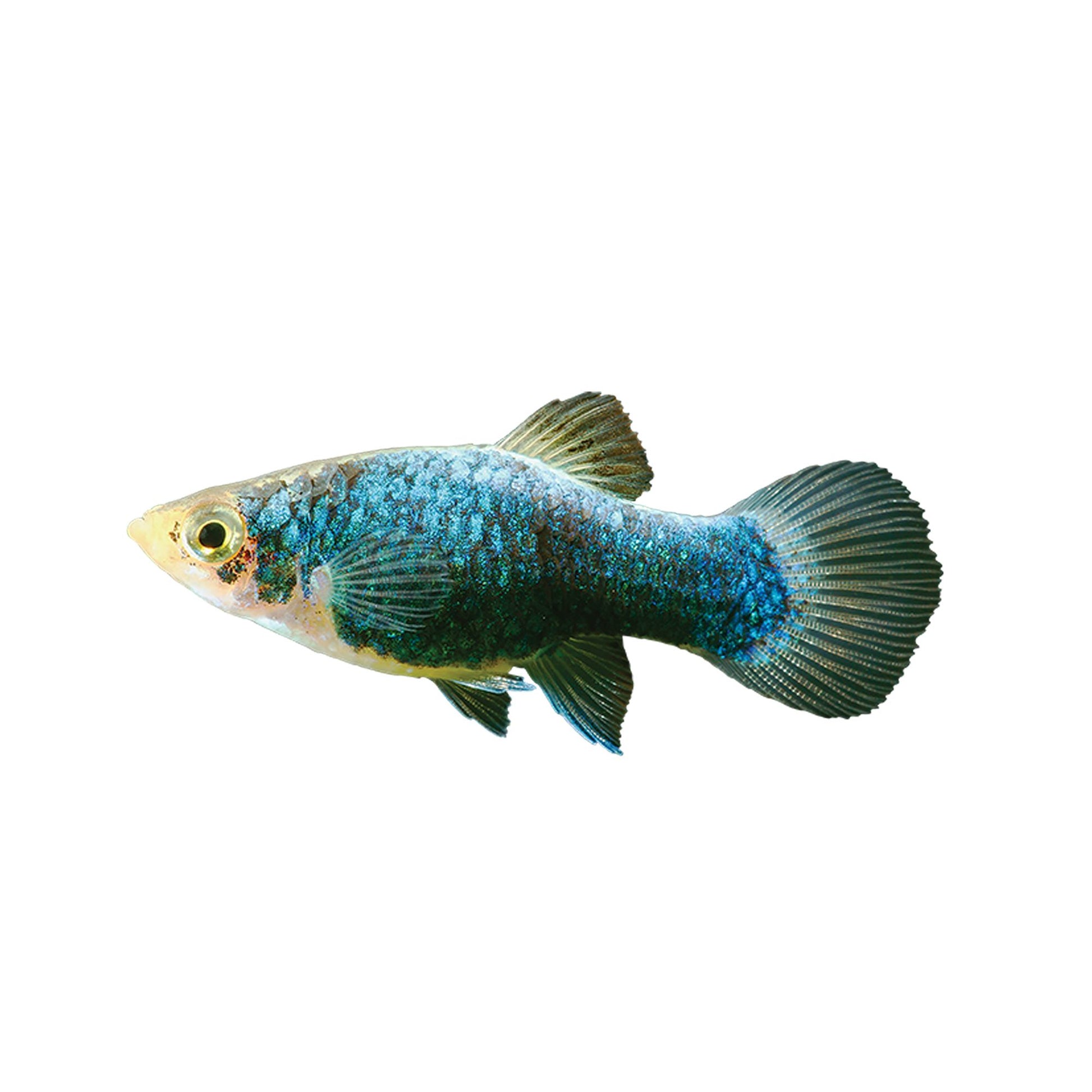 Green Lantern Platy (Xiphophorus maculatus) freshwater livebearer with metallic green-blue body