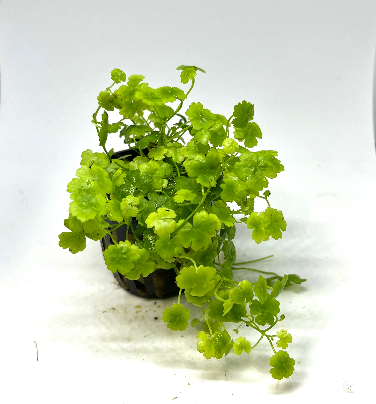 Hydrocotyle 'Japan' (Hydrocotyle tripartita) potted live freshwater carpet plant