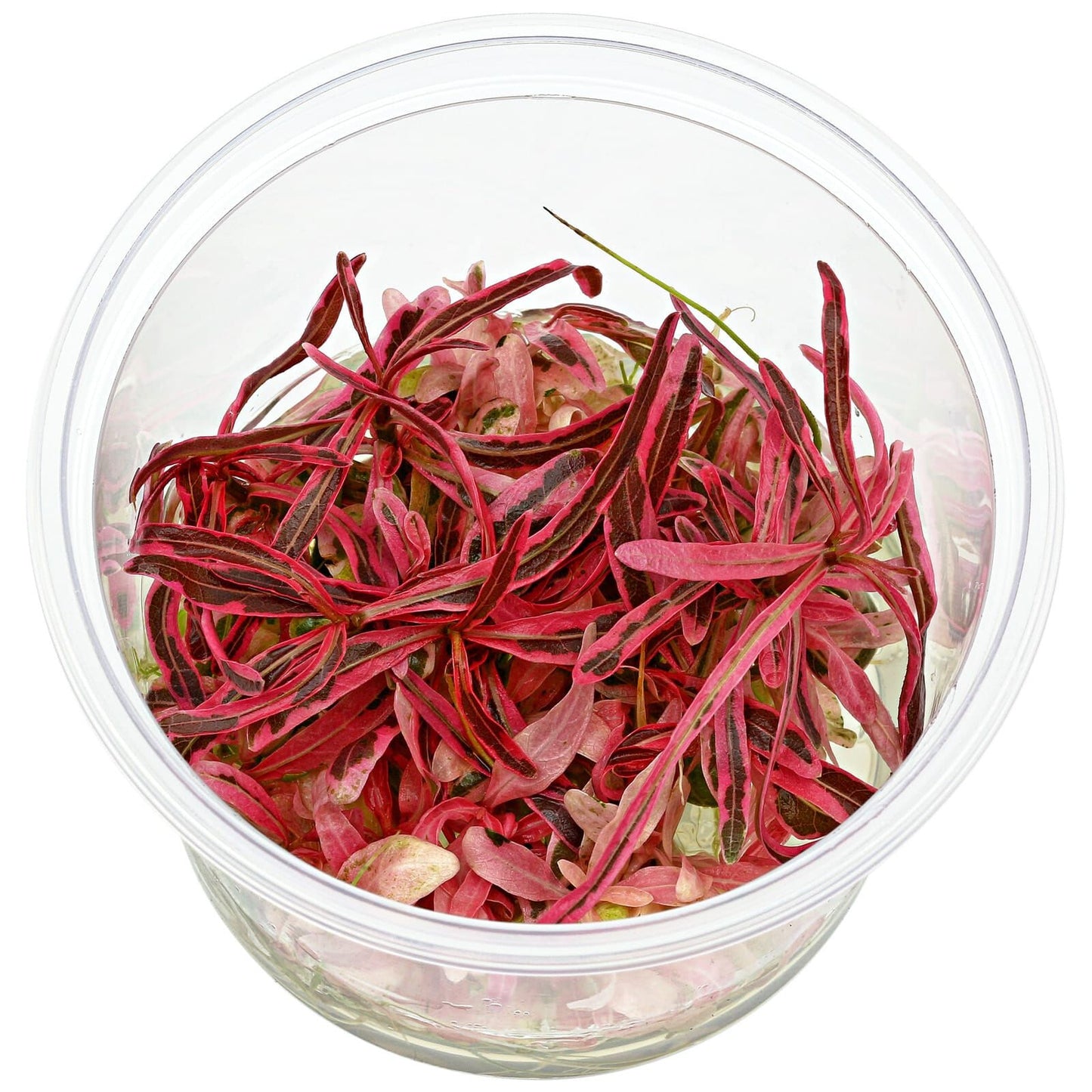 Hygrophila lancea Araguaia 'Chai' Cup