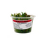 Azolla (Azolla caroliniana) live floating aquarium plant in a portion cup