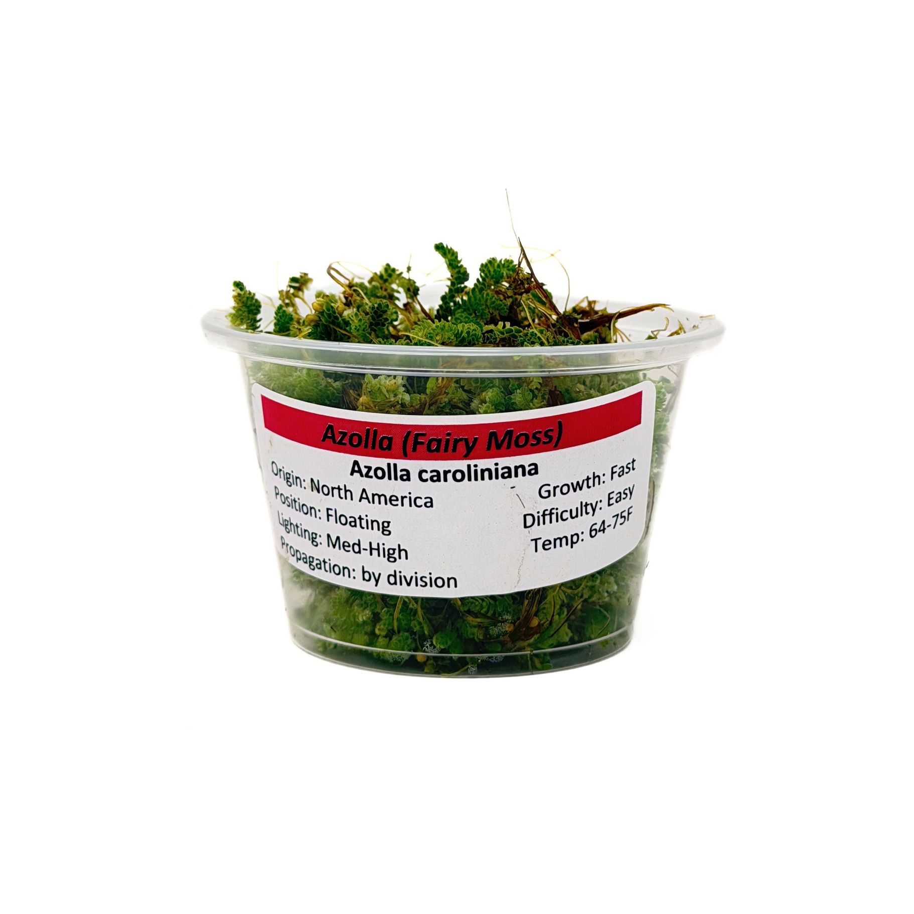 Azolla (Azolla caroliniana) live floating aquarium plant in a portion cup