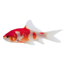 Sarasa Comet Goldfish (Carassius auratus) red and white coldwater pond goldfish 3 to 4 inches