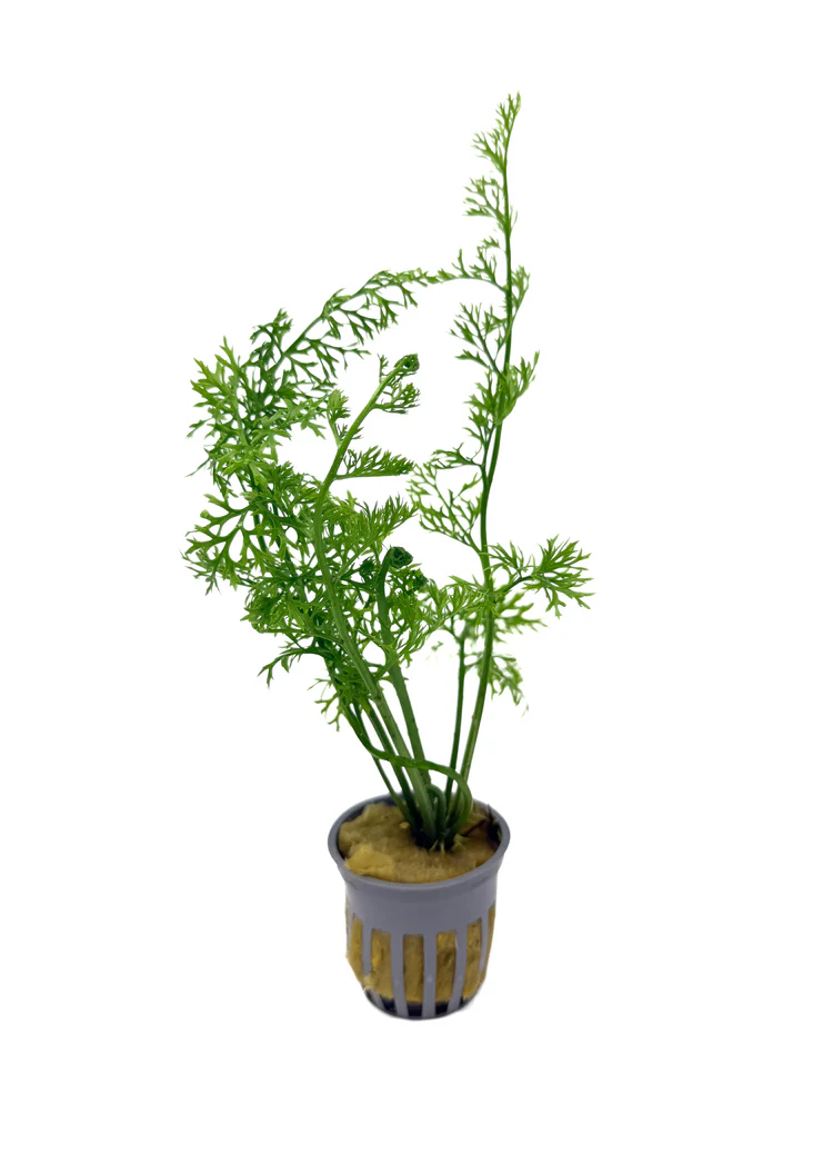 Water Sprite Lace Leaf (Ceratopteris thalictroides) potted live freshwater fern with fine lacy fronds