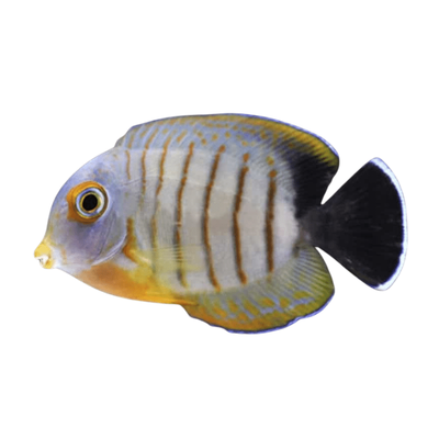 Mimic Eibli Tang (Acanthurus pyroferus) juvenile live saltwater surgeonfish - gold body with vertical bars and black tail, side view