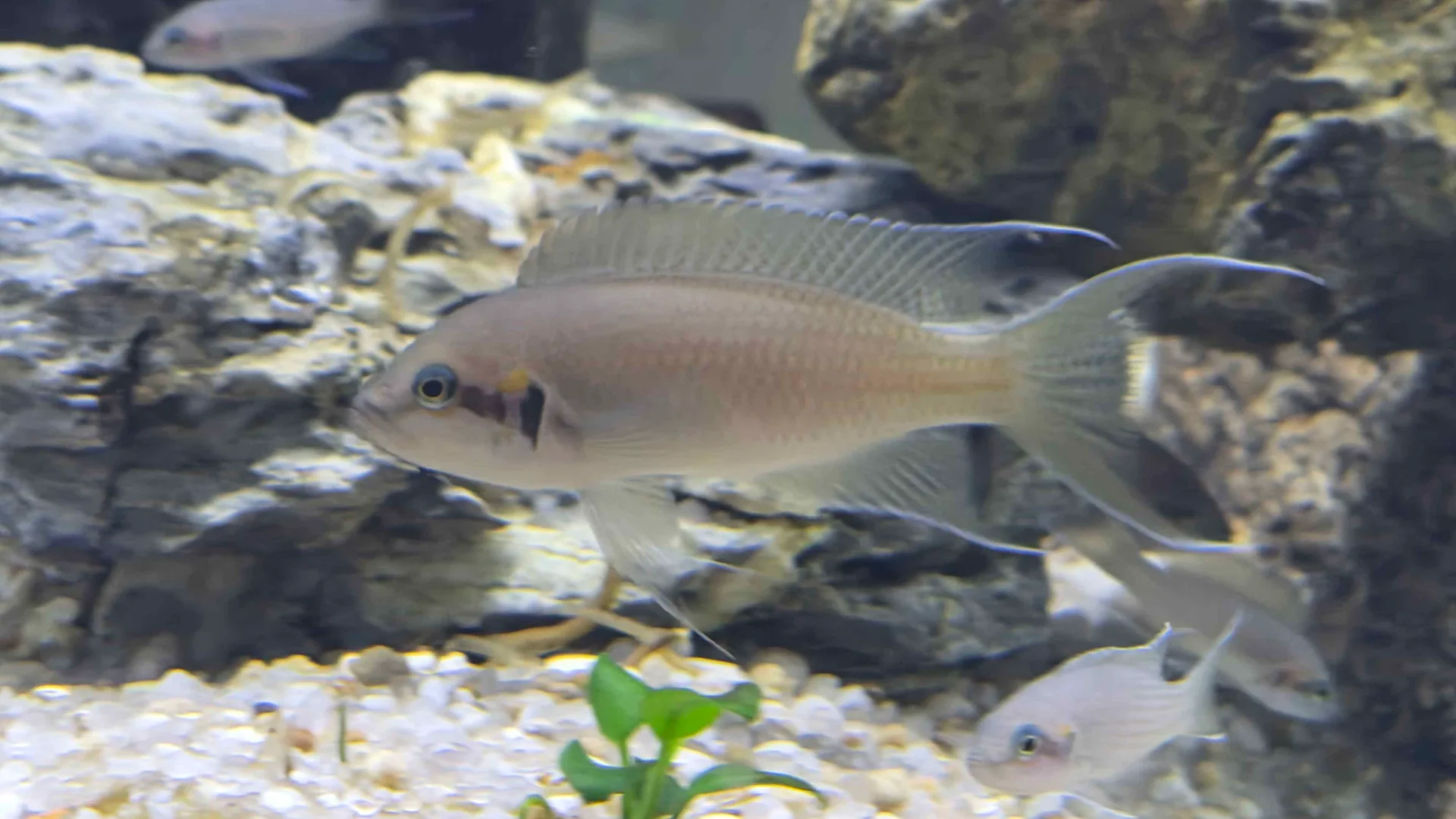 Brichardi Lyretail cichlid (Neolamprologus brichardi) Lake Tanganyika fish with lyre-shaped fins among rockwork