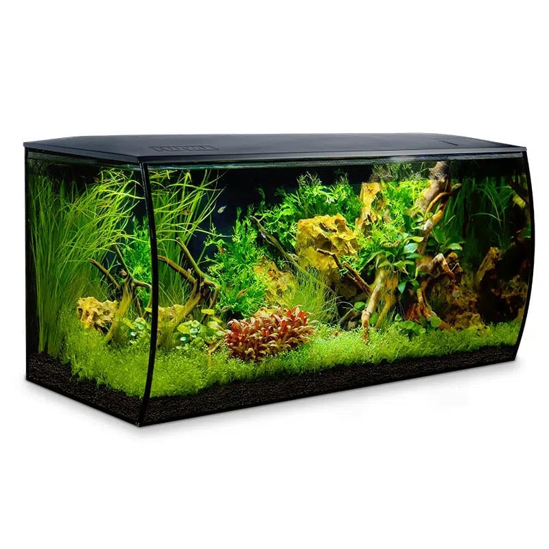 Fluval Flex 32.5 curved-glass aquarium set up as a planted freshwater aquascape with driftwood