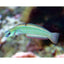 Zebra Bar Goby (Ptereleotris zebra) saltwater dartfish - pastel green body with pink-orange head bars