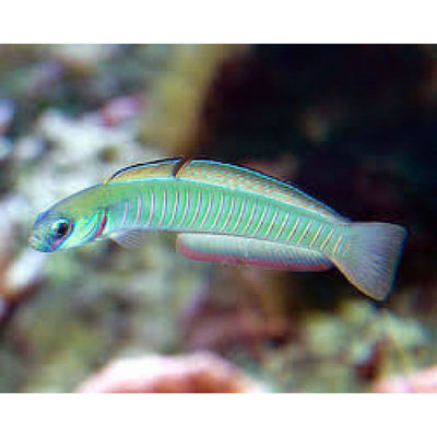 Zebra Bar Goby (Ptereleotris zebra) saltwater dartfish - pastel green body with pink-orange head bars