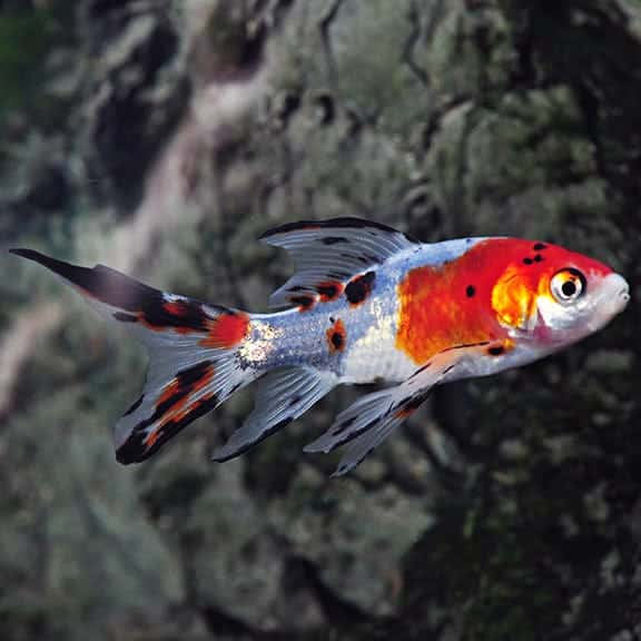 Shubunkin Goldfish (Carassius auratus) freshwater calico fish - juvenile 2-3 inches