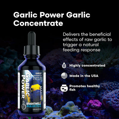 Brightwell Aquatics Garlic Power – Concentrated Garlic Supplement – 60 ml