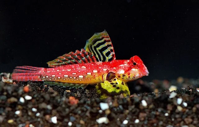 Ruby Red Scooter Dragonet (Synchiropus sycorax) saltwater fish, deep red body with white speckles and yellow fins