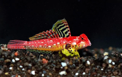 Ruby Red Scooter Dragonet (Synchiropus sycorax) saltwater fish, deep red body with white speckles and yellow fins