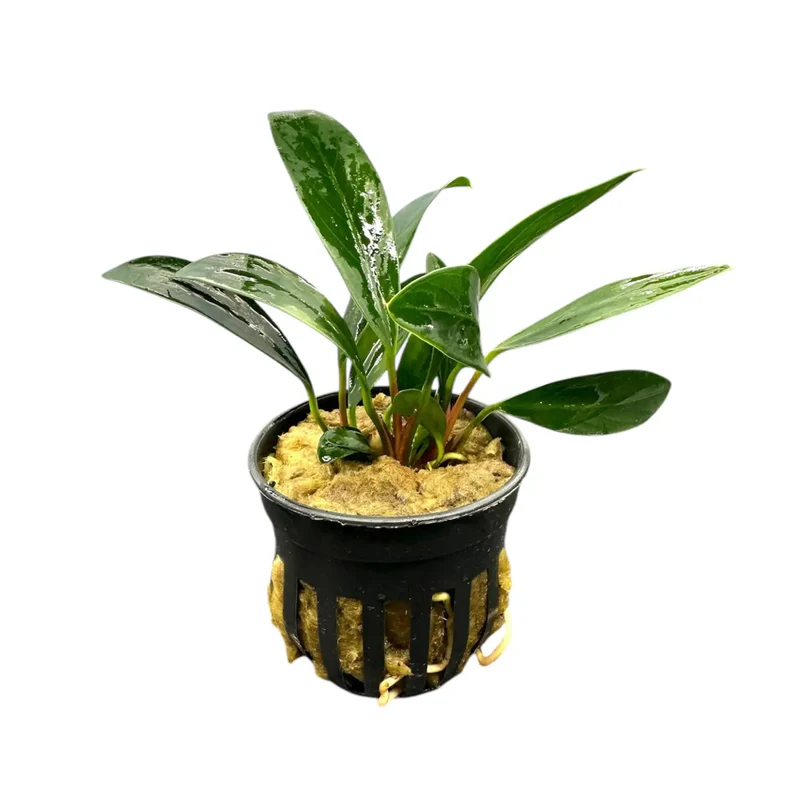 Anubias Coffeefolia (Anubias barteri var. coffeefolia) potted live freshwater plant with corrugated leaves