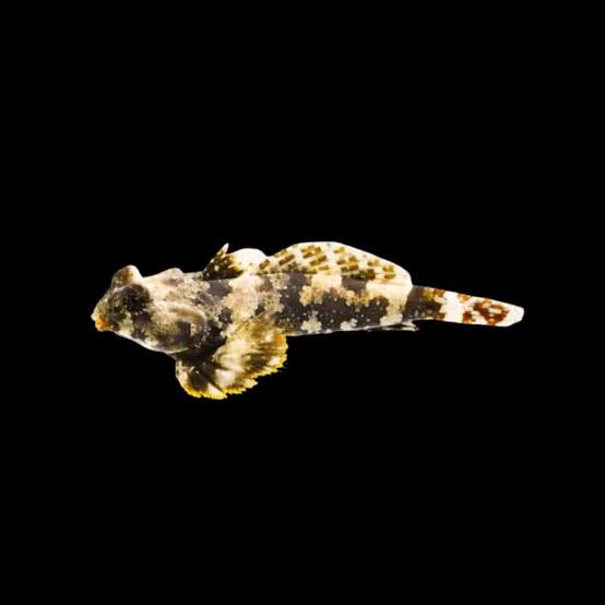Ocellated Scooter Dragonet (Synchiropus ocellatus) saltwater fish on black background