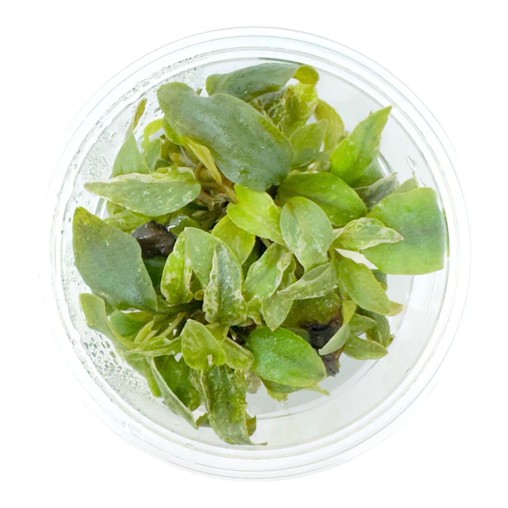 Lagenandra meeboldii 'Bleeding Heart' tissue-culture cup, live freshwater plant