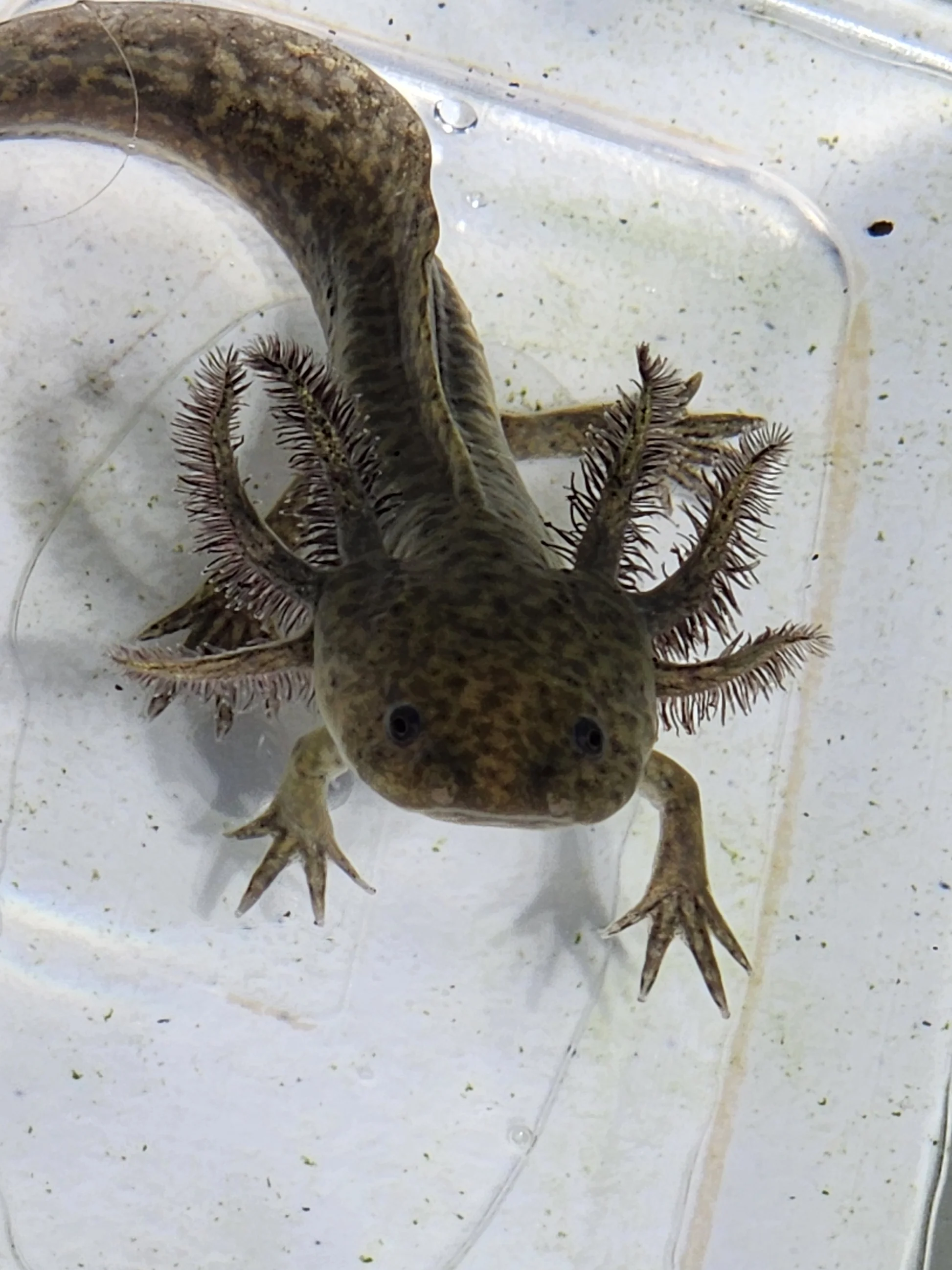 Wild Type Axolotl (Ambystoma mexicanum) - olive-brown captive-bred aquatic salamander with feathery external gills