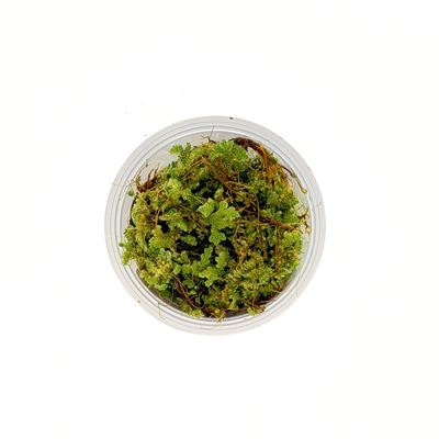 Azolla caroliniana floating fern, top view of the fronds in a portion cup
