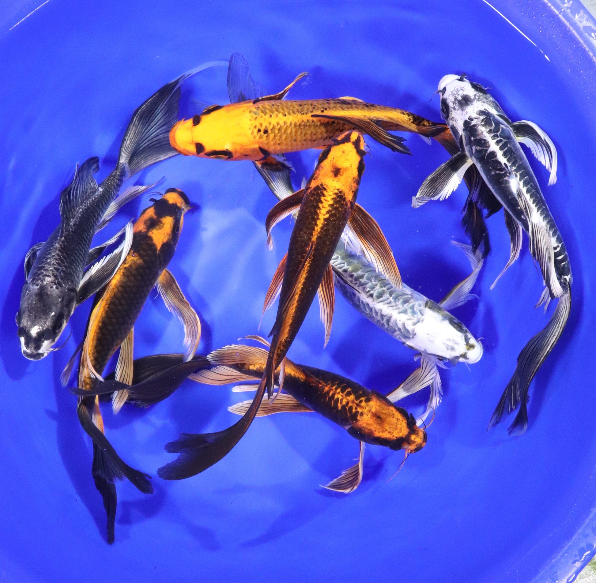 Premium butterfly koi (Cyprinus rubrofuscus) with long flowing fins, assorted colors, freshwater pond fish