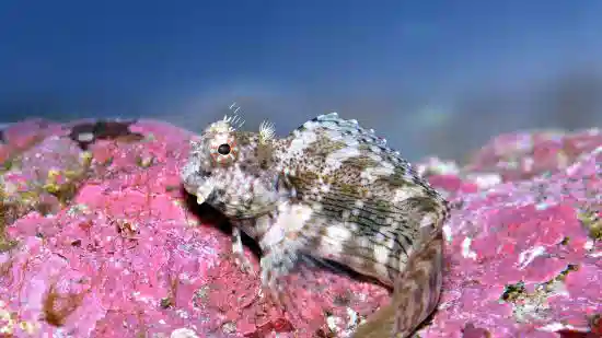 Lawnmower Blenny (Salarias fasciatus) saltwater algae blenny perched on pink coral reef rock
