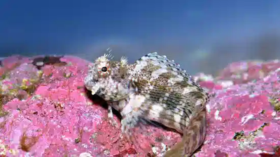 Lawnmower Blenny (Salarias fasciatus) saltwater algae blenny perched on pink coral reef rock