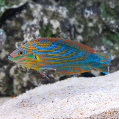 Melanurus Wrasse (Halichoeres melanurus) green and orange pinstripe saltwater reef wrasse