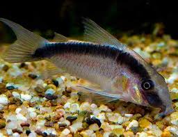 Skunk Cory (Corydoras arcuatus) freshwater catfish with arched black stripe over a pale body