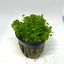 Dwarf Baby Tears (Hemianthus callitrichoides 'Cuba') live freshwater carpet plant - potted in rock wool