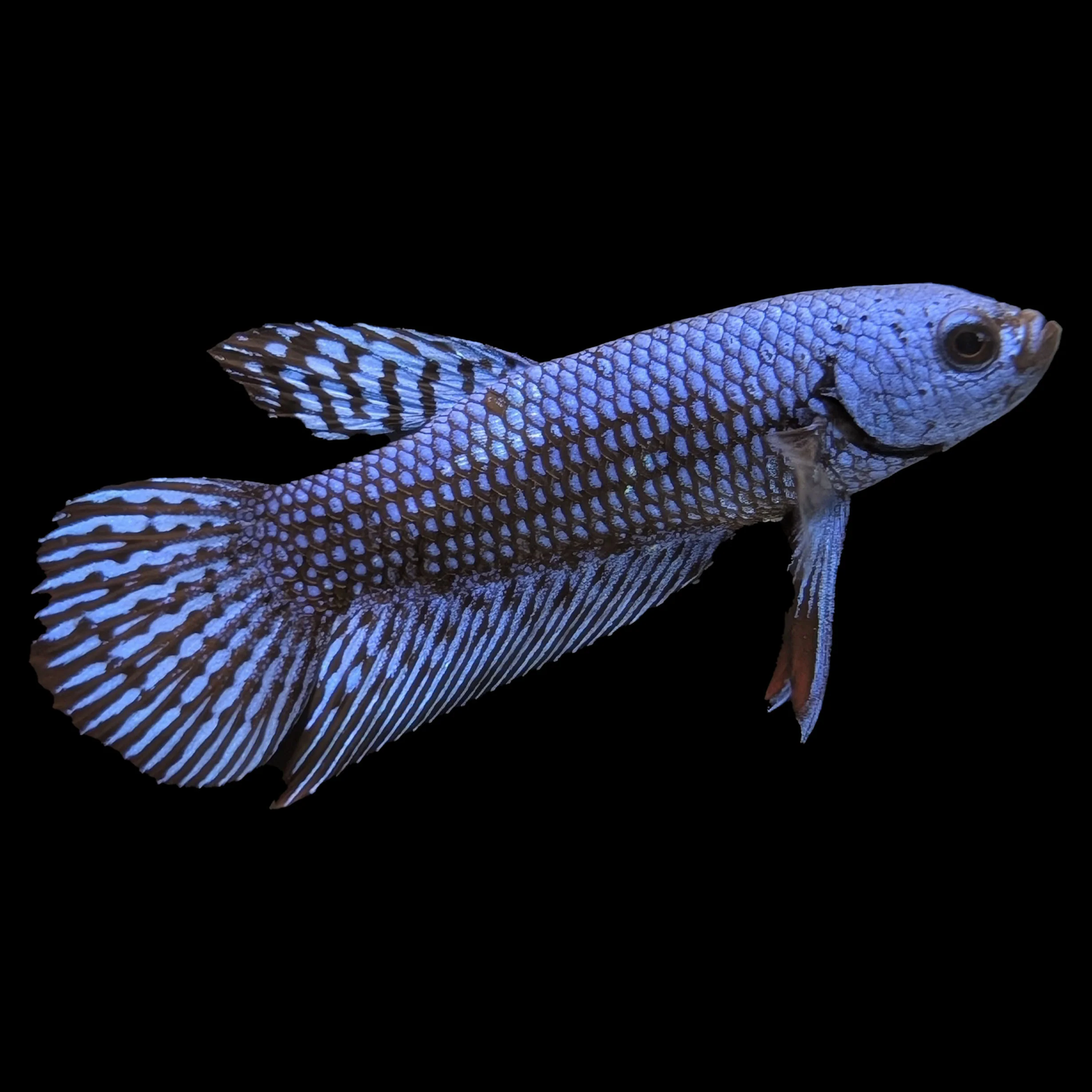 Blue Alien Betta (Betta sp.) live freshwater male betta fish