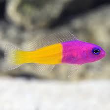 Bicolor Dottyback (Pictichromis paccagnellae) live saltwater reef fish - bright magenta and yellow