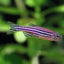Zebra Danio (Danio rerio) freshwater community fish - blue and silver striped schooling fish in planted aquarium