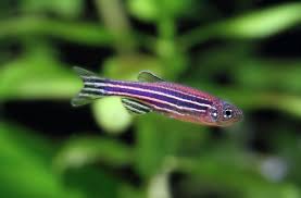 Zebra Danio (Danio rerio) freshwater community fish - blue and silver striped schooling fish in planted aquarium