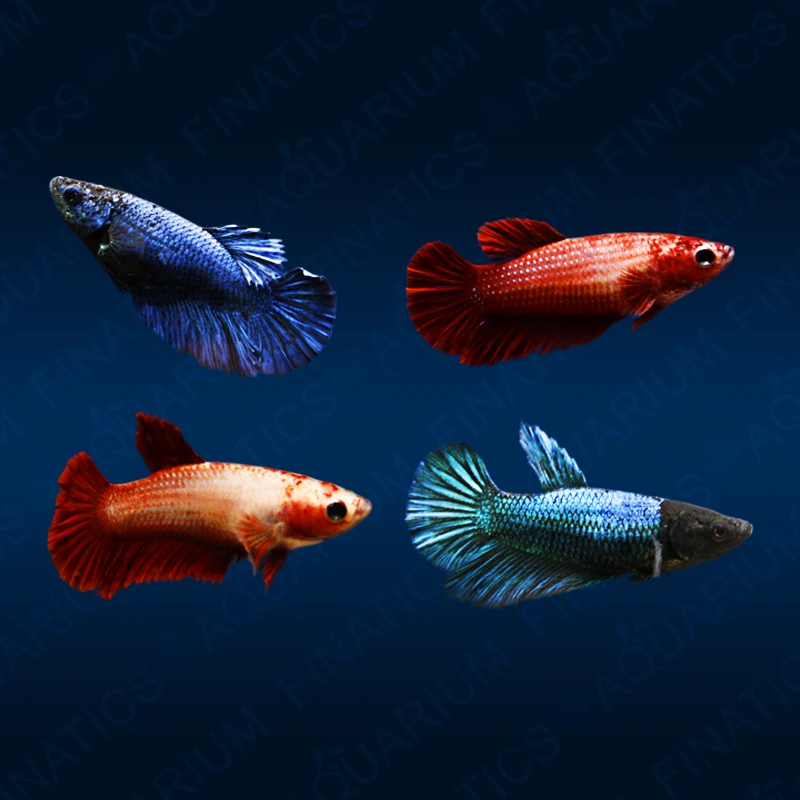 Female Betta (Betta splendens) assorted colors — four freshwater betta females in blue, red, and orange varieties