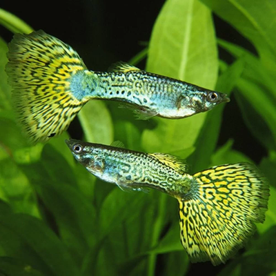 Metal Head Green Guppy (Poecilia reticulata) male freshwater fish with metallic green head and yellow patterned tail