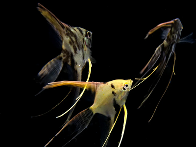 Mixed Veil Angelfish (Pterophyllum scalare) with long flowing veil fins in assorted colors, live freshwater fish