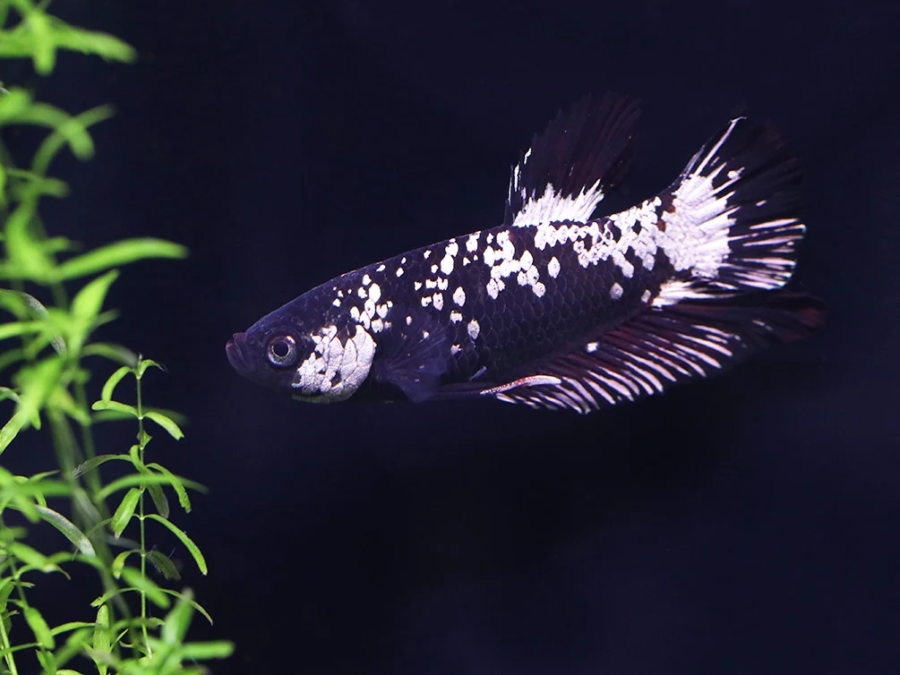 Platinum Black Dragon Betta (Betta splendens) live freshwater male betta fish