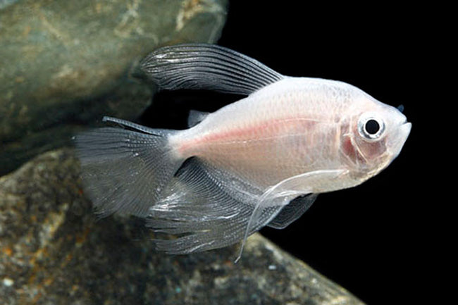 White Hifin Tetra (Gymnocorymbus ternetzi) with long flowing white fins swimming in a planted aquarium