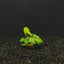 Anubias Coffeefolia growing on substrate in a planted aquarium showing bronze new leaf