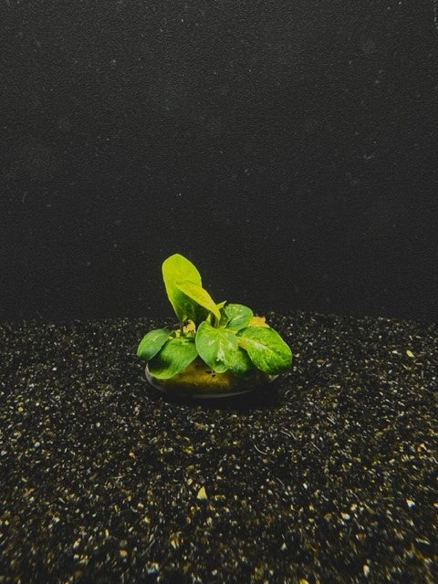 Anubias Coffeefolia growing on substrate in a planted aquarium showing bronze new leaf