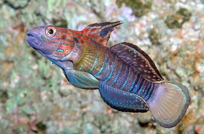 Dragon Sleeper Goby (Amblygobius phalaena) saltwater sand-sifting goby with brown bands and orange-spotted fins