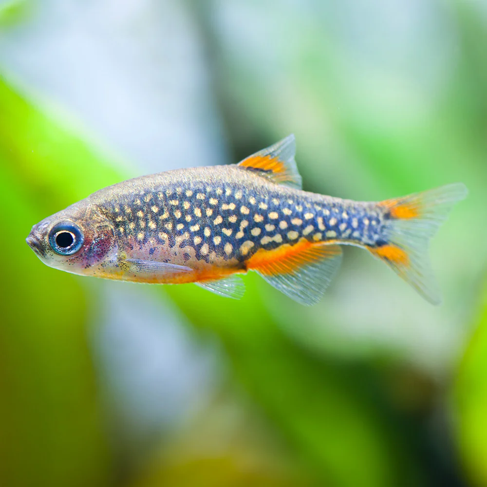 Galaxy Rasbora (Celestichthys margaritatus) Celestial Pearl Danio freshwater nano fish
