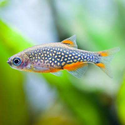 Galaxy Rasbora (Celestichthys margaritatus) Celestial Pearl Danio freshwater nano fish