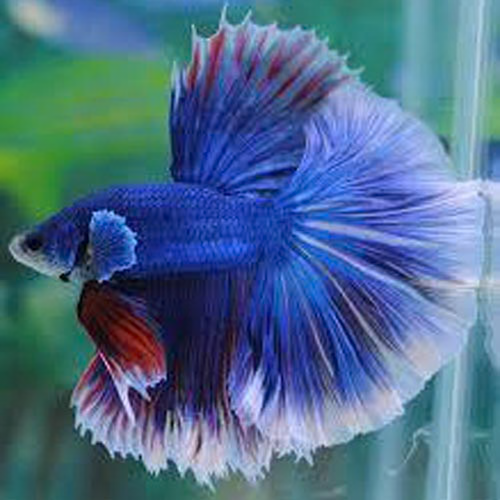 Halfmoon Butterfly Male Betta (Betta splendens) freshwater fish - blue and red male with white-edged butterfly fins