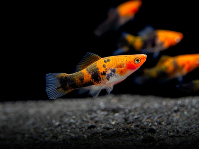 Calico Showa Swordtail (Xiphophorus hellerii) freshwater livebearer - calico red, black and white pattern