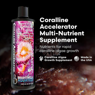 Brightwell Aquatics Coralline Accelerator – Coral Growth Booster – 250 ml